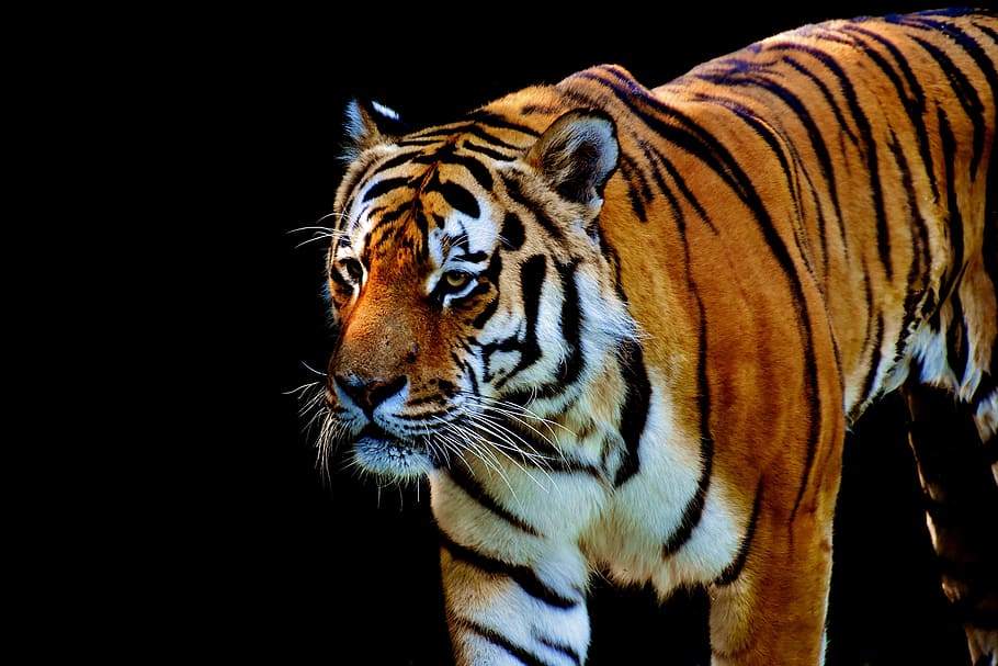 selective photo of tiger, predator, fur, beautiful, dangerous HD wallpaper