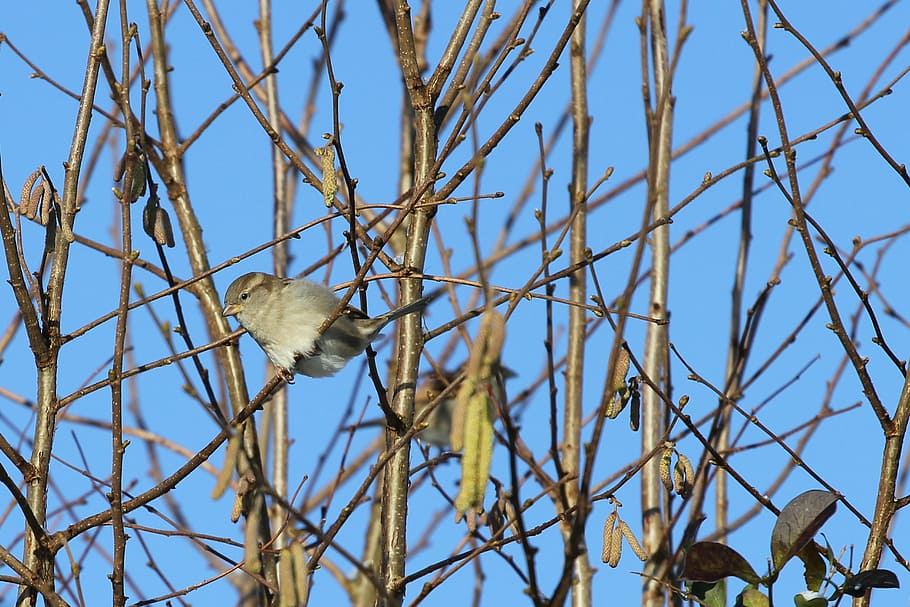sparrow, bird, branches, sky, blue, vertebrate, animal, animal themes HD wallpaper