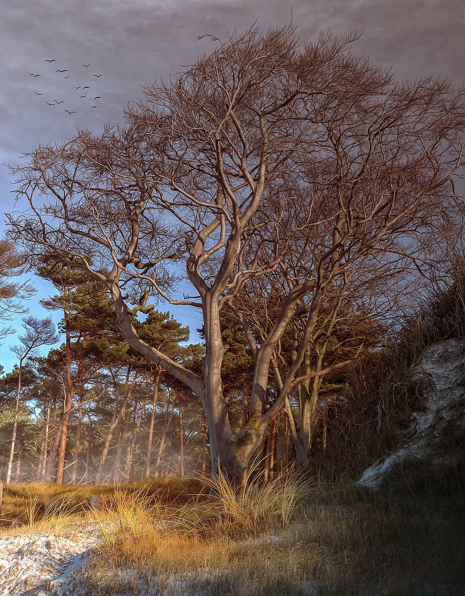 beach, sea, sunset, trees, mood, winter, baltic sea, nature HD wallpaper