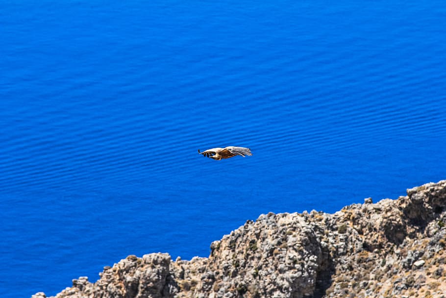 sea, nature, bird, flying, blue, eagle, ocean, outdoors, rocks HD wallpaper