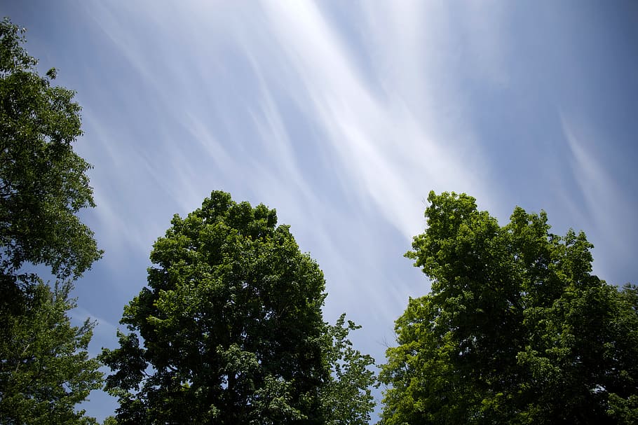 Trees, Foliage, Nature, Summer, sky, blue, season, outdoor HD wallpaper