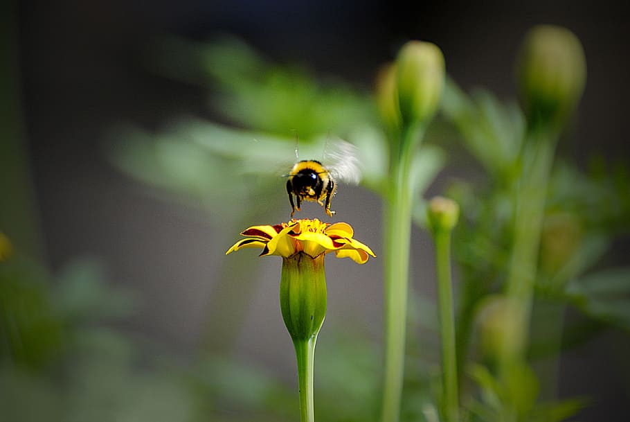 insect, nature, outdoors, bee, flower, flora, summer, little HD wallpaper