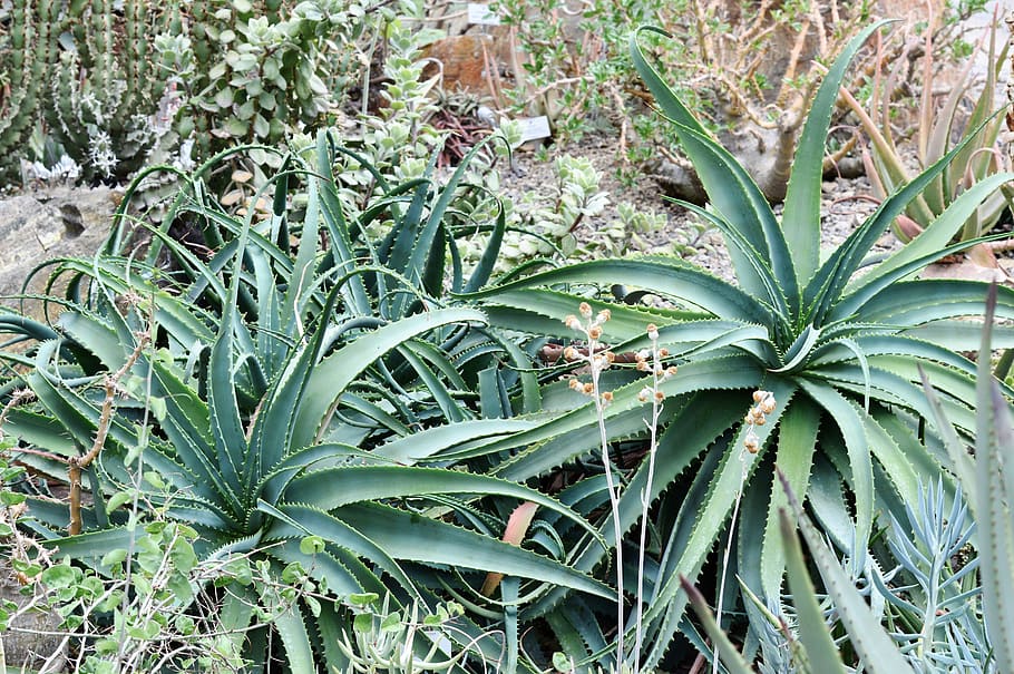 Agave, Cactus, Succulent, Spur, prickly, green, desert, plant HD wallpaper