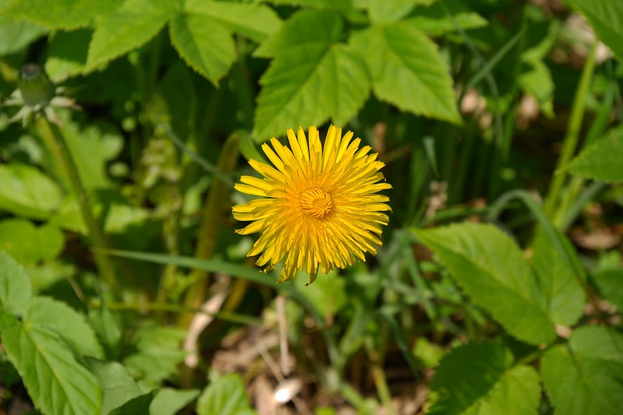nature, plant, leaf, summer, flower, garden, freshness, flowering plant HD wallpaper