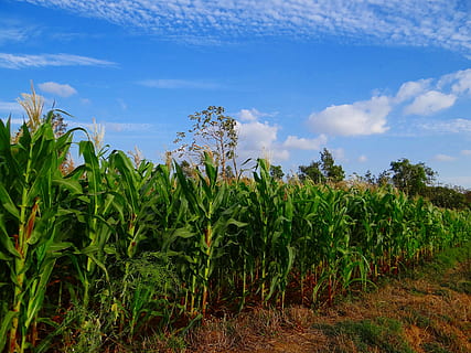 corn field, maize, crop, cultivation, agriculture, farm, india HD wallpaper