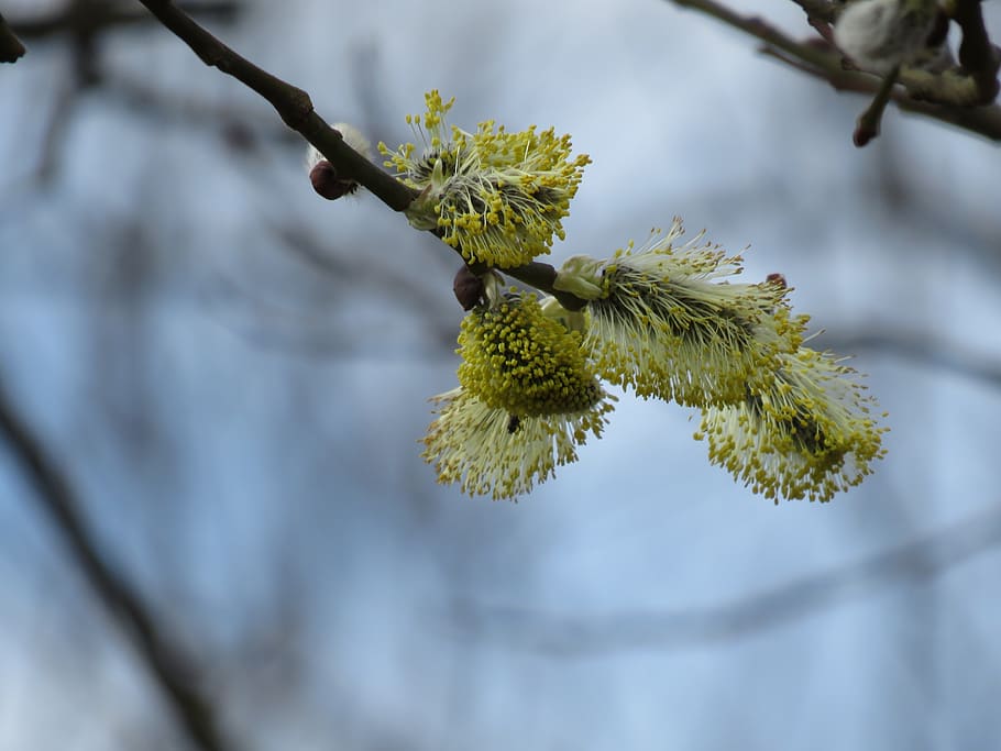 verboczky, spring, plant, growth, tree, focus on foreground HD wallpaper