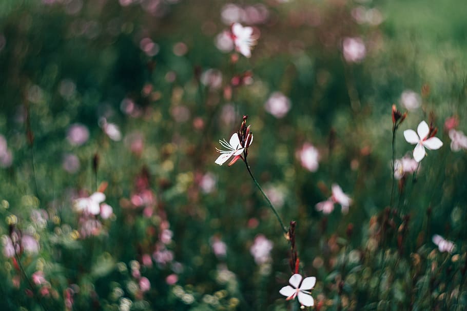 flowers, garden, petals, blur, beautiful, bloom, blooming, bright HD wallpaper