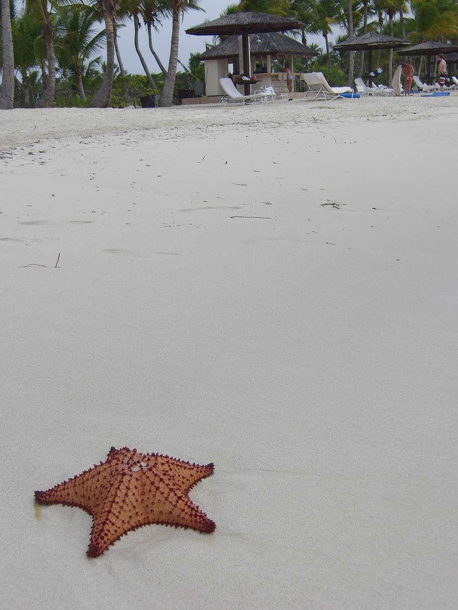 starfish, beach, sand, tropical, vacation, holiday, resort, HD wallpaper