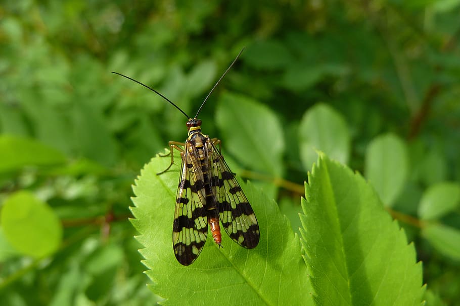 insect, nature, macro, close, invertebrate, animal wildlife HD wallpaper