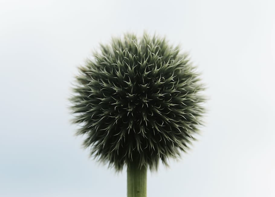 green and black allium flower in close-up photography, bud HD wallpaper