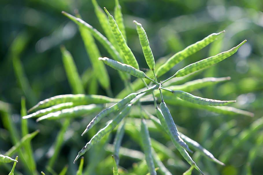 colza, nature, crop, green color, plant, growth, food and drink HD wallpaper