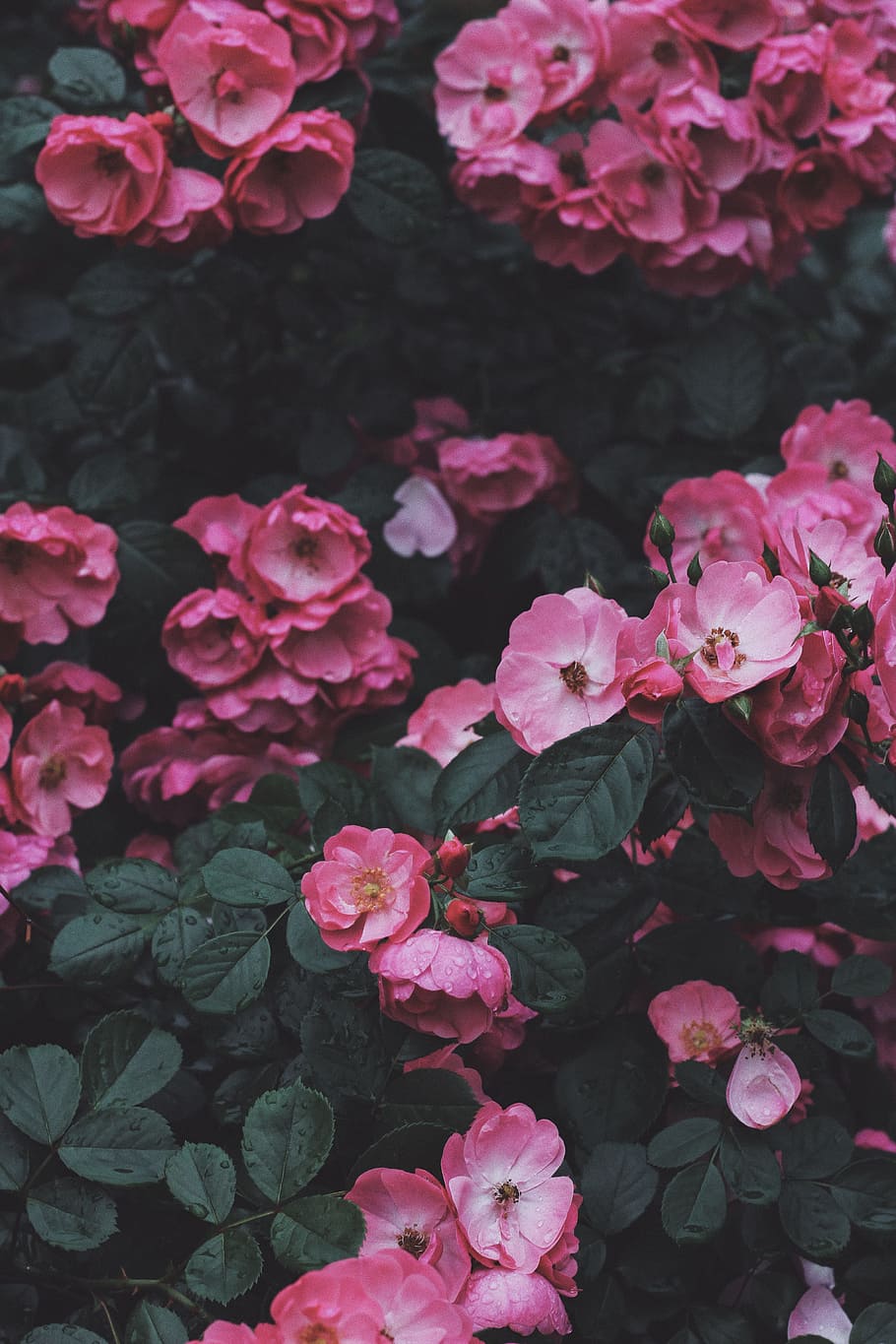 pink petaled flowers blooming at daytime, pink flowers, close up HD wallpaper