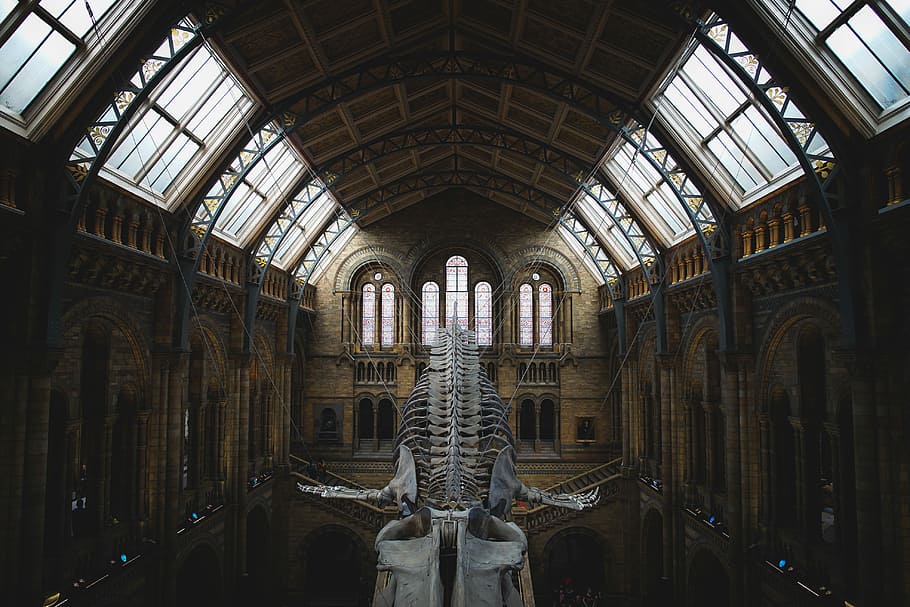 museum interior with hanged whale skeleton, gray dinosaur bones hanging