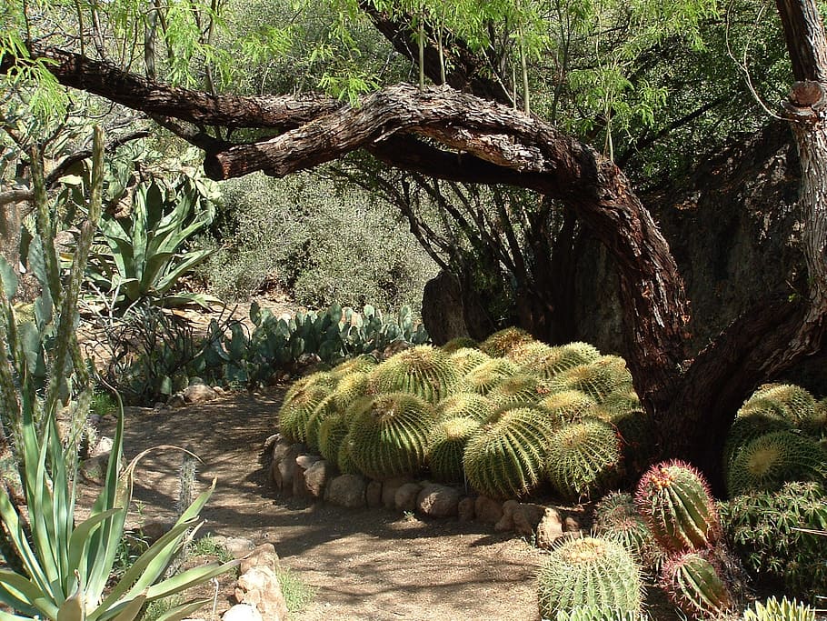 Desert, Cactus, Nature, Succulent, Plant, botanical, golden barrel HD wallpaper