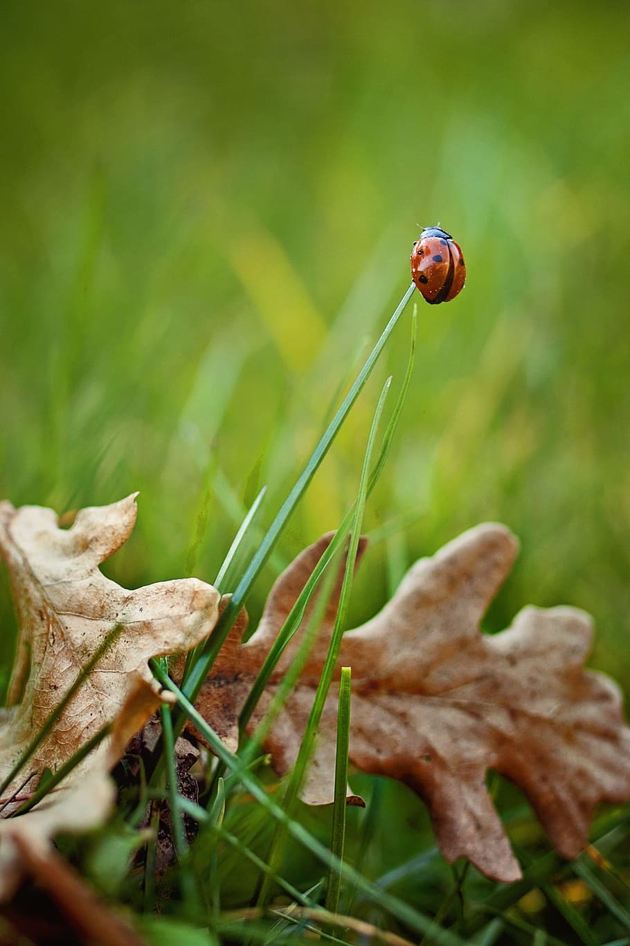 ladybug, grass, nature, grasses, green, plant, close, filigree HD wallpaper
