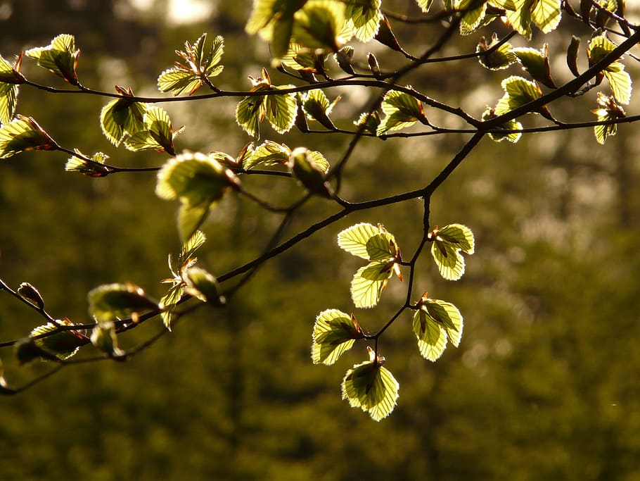 Beech, Leaves, Fagus Sylvatica, beech leaves, branch, light HD wallpaper