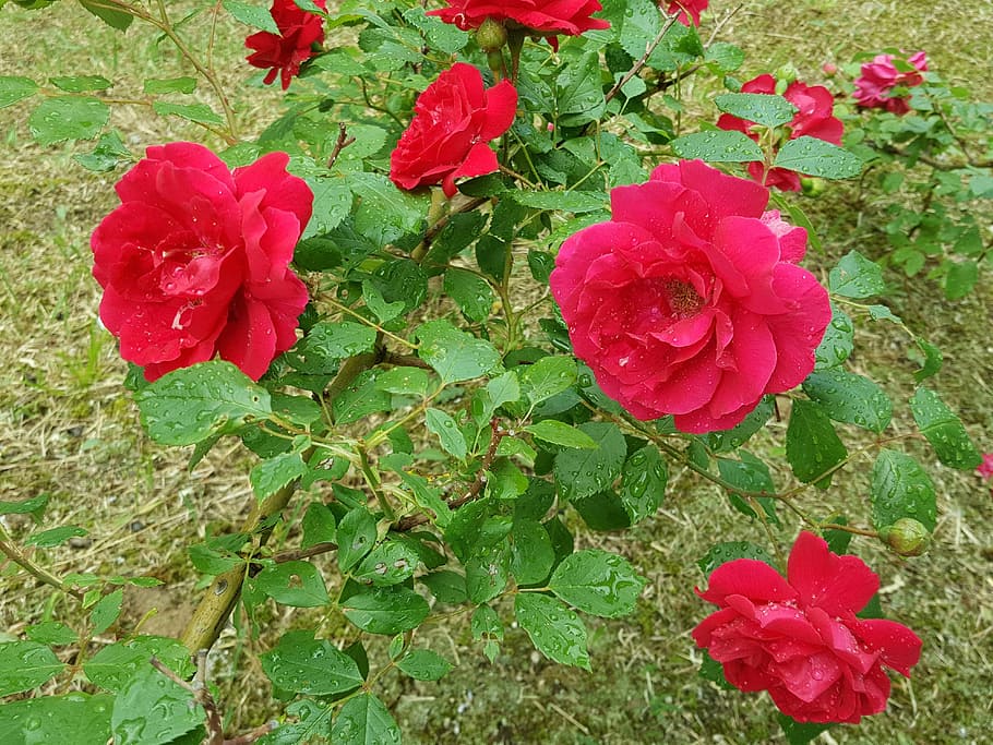 trickle, non, rose, plant, beauty in nature, flower, flowering plant HD wallpaper