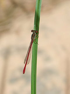 red dragonfly, stem, winged insect, animals in the wild, animal wildlife HD wallpaper