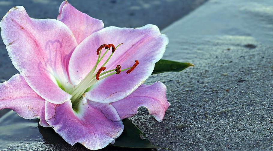 closeup photo of fully bloomed purple petaled flower, lily, blossom, HD wallpaper