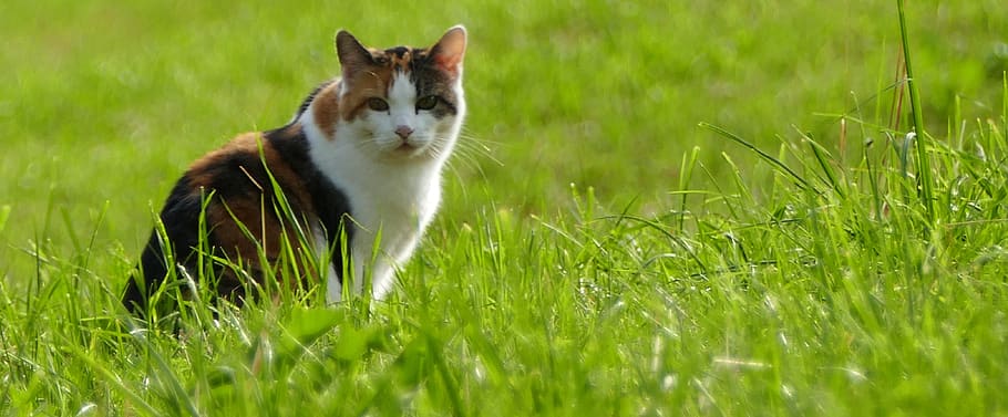 nature, meadow, cat, grass, sun, multi coloured, one animal HD wallpaper