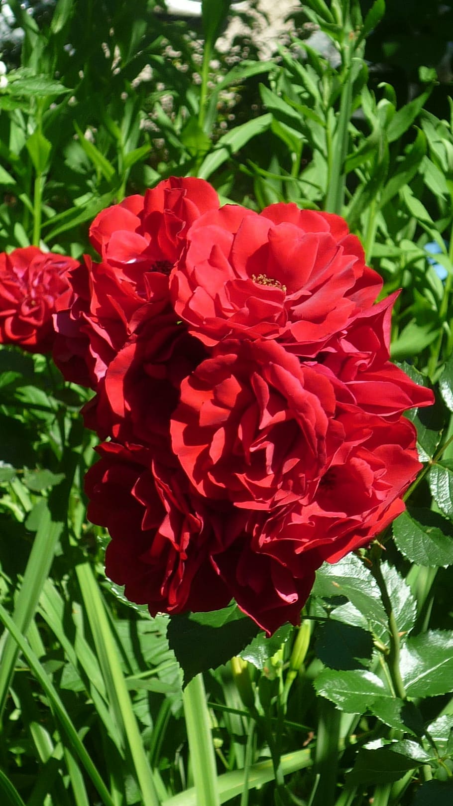 rose, german garden flower, red, bright, the density of flowering, HD wallpaper