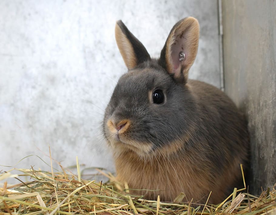brown rabbit lying, hare, cute, rodent, animal, dwarf rabbit HD wallpaper