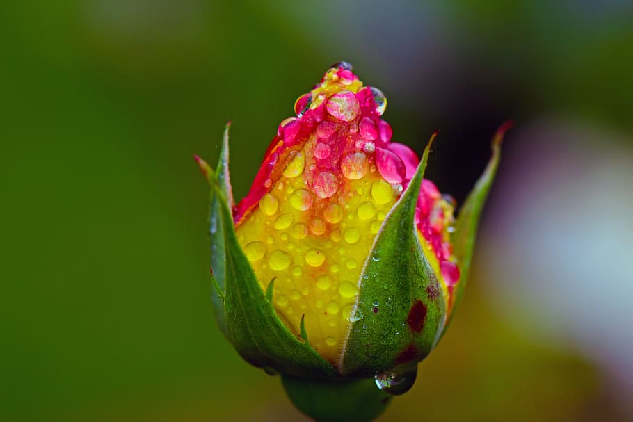rose, rain, raindrop, blossom, bloom, flower, garden, close HD wallpaper