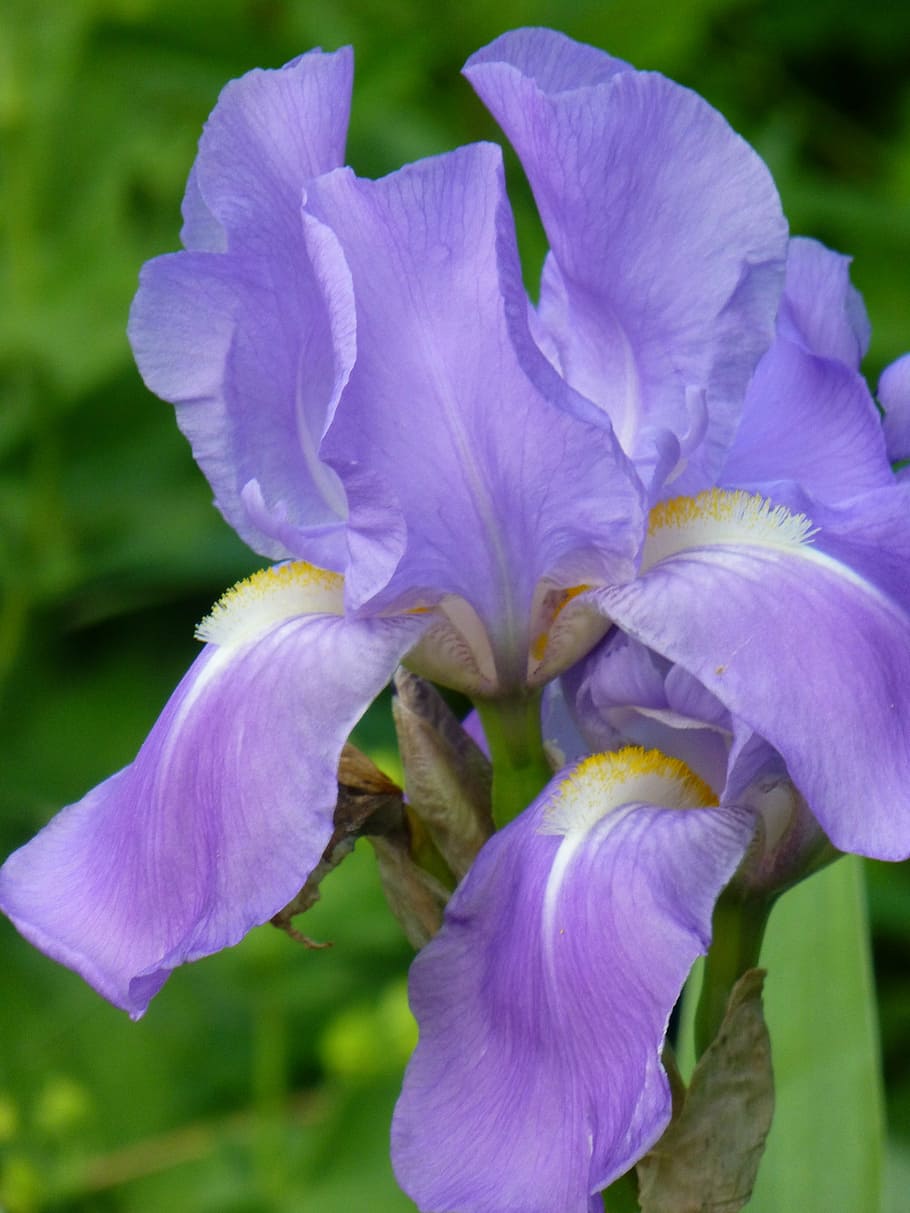 lily, iris, purple, green, incomplete, flower, close, blossom HD wallpaper