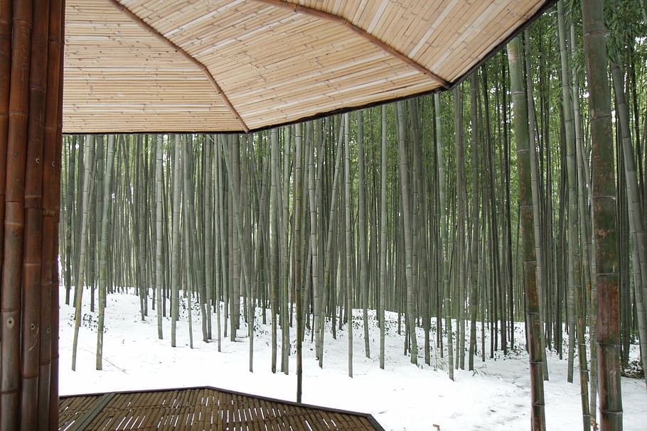 state-of-the-rim won, namwon, bamboo, belvedere, winter, snow, HD wallpaper