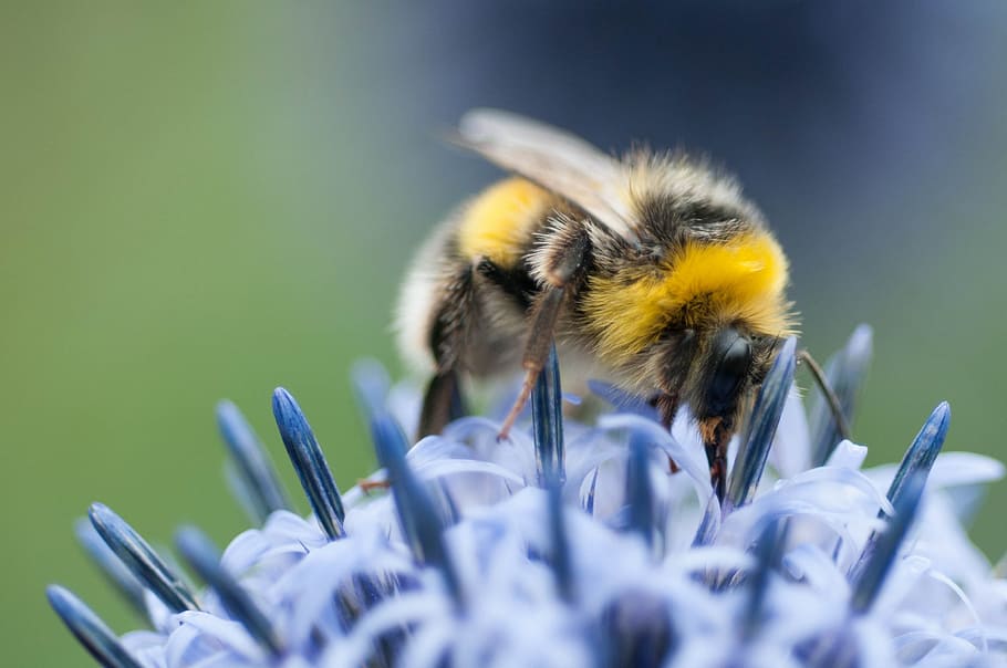 Bee, Flower, Yellow, Nature, blue, insect, pollen, tiny, pollination HD wallpaper
