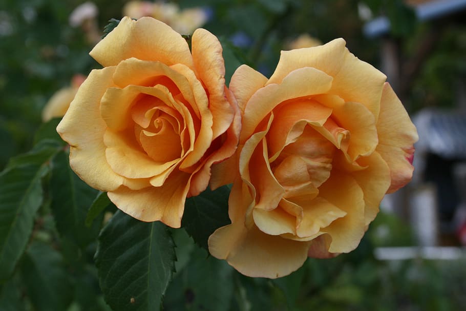flower, rose, plant, leaf, flowering plant, beauty in nature HD wallpaper