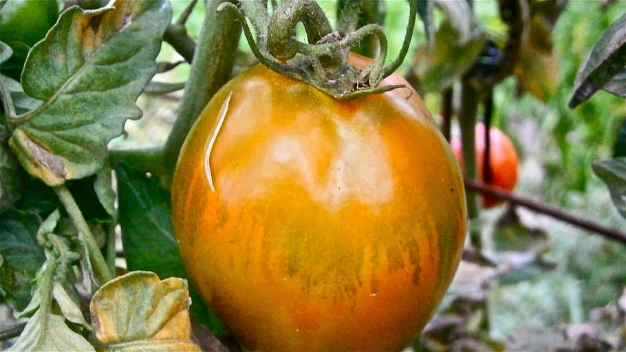 Fruit, Tomato, Vegetable, Nature, vegetables, food, agriculture HD wallpaper