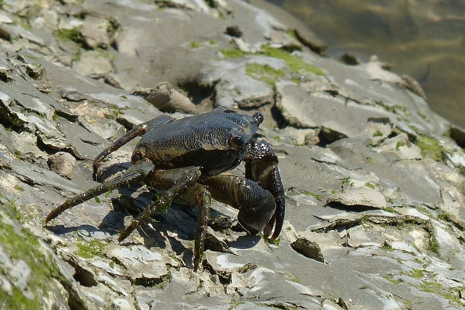 crab, salt water, river, animal themes, one animal, animals in the wild, HD wallpaper