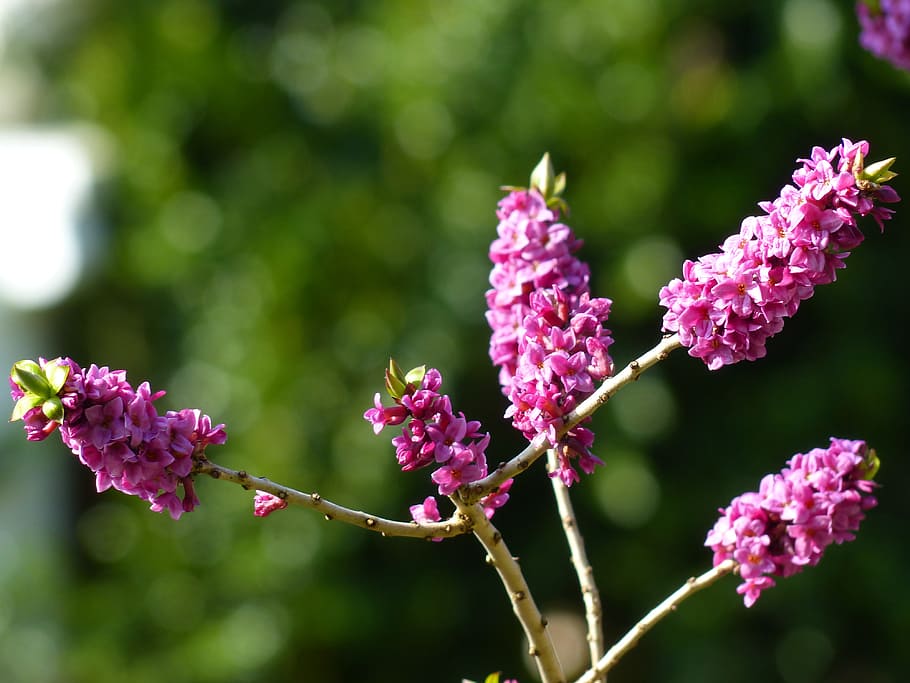 daphne, smell, bloom, violet, purple, branch, plant, blossom HD wallpaper