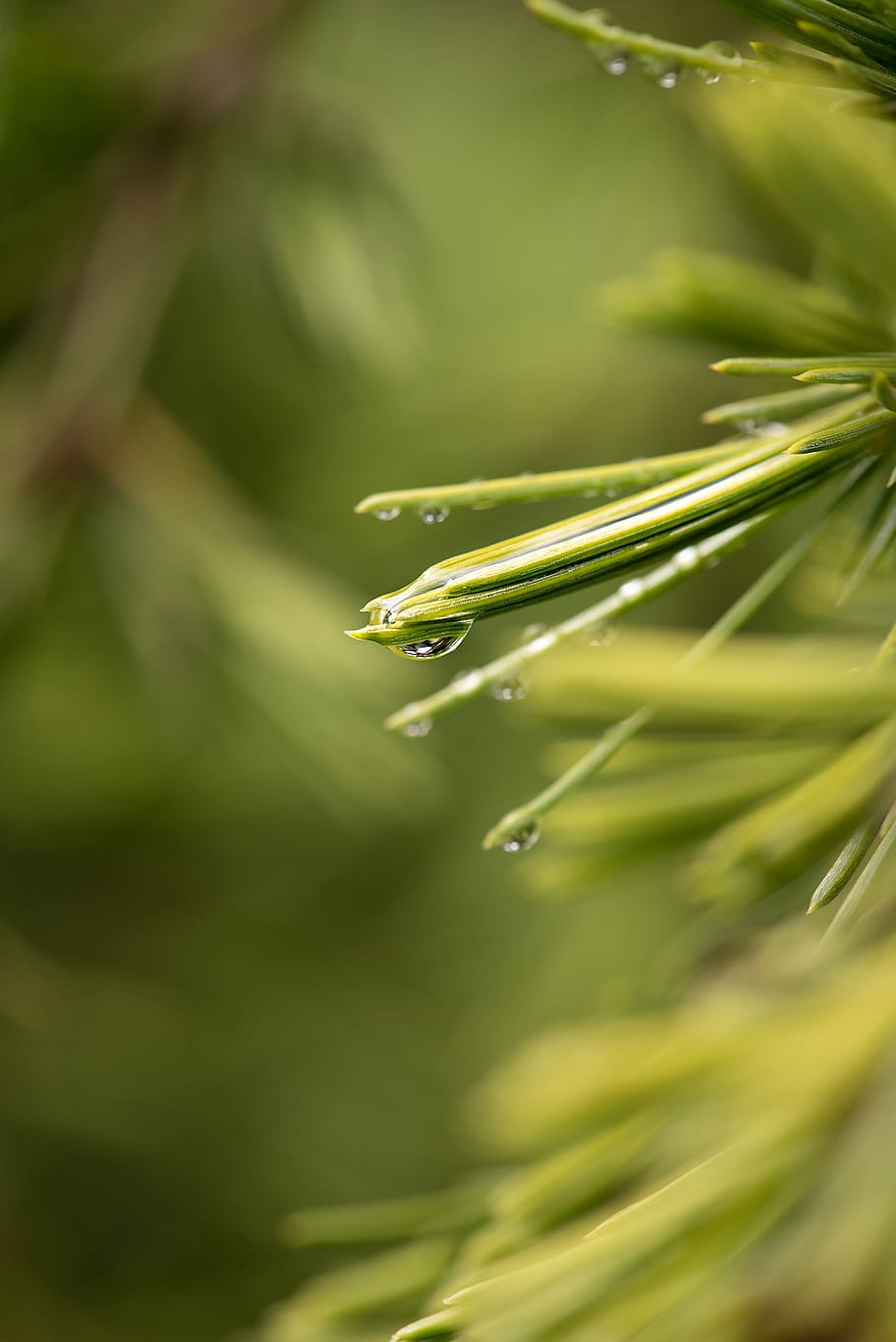 cedar, needles, leaves, green, close up, raindrop, drop of water