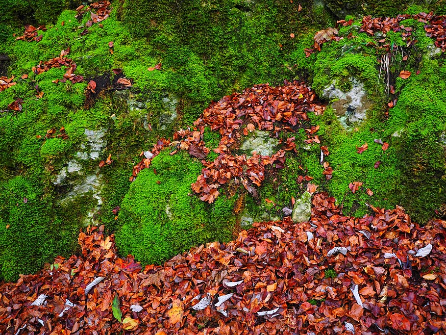 stones, leaves, autumn, moss, bemoost, green, overgrown, of course