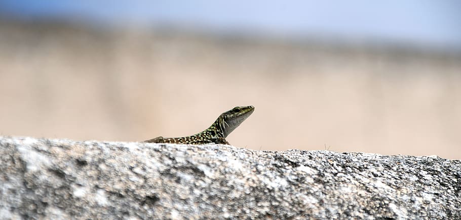 Lizard, Wall, Animal, Nature, Reptile, wall lizard, small, stone HD wallpaper