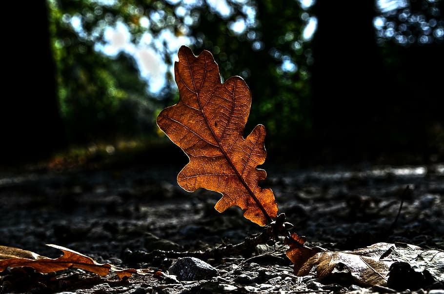 nature, autumn, sheet, colored, macro, path, leaf, no people HD wallpaper