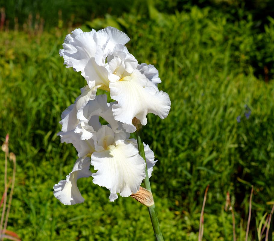 iris, blossom, bloom, flower, nature, close, plant, ornamental plant HD wallpaper