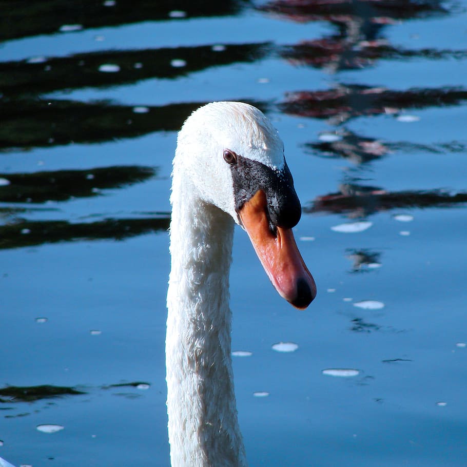 Swan, Close-Up, Bird, Feather, Wildlife, beak, dom, outdoor HD wallpaper