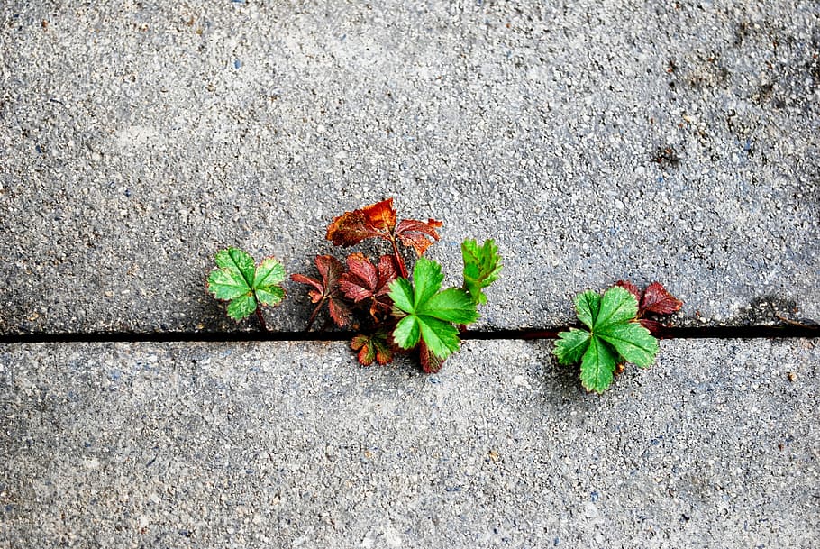 minimal, wall, simple, nature, leaf, plant part, day, high angle view HD wallpaper
