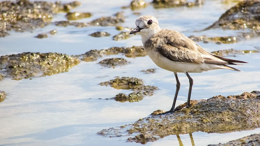 Stint, Seabird, Migratory, Nature, grey, wild, fauna, ecosystem HD wallpaper
