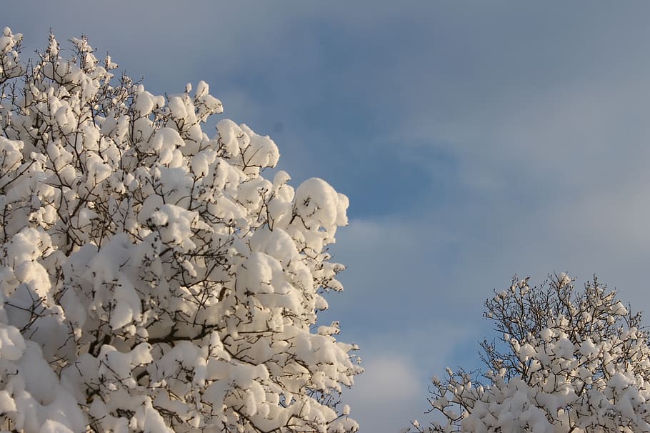 snow, tree, winter, sky, cold, nature, season, white, blue HD wallpaper
