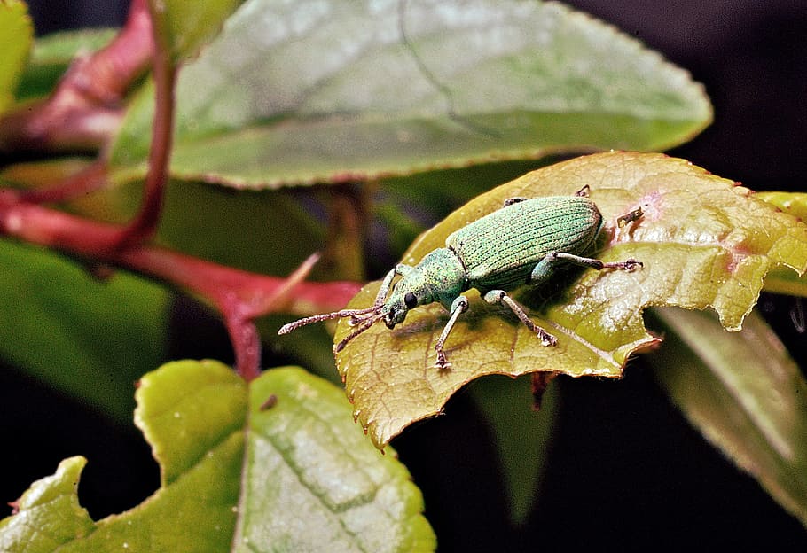 the beetle, macro, insect, leaf, garden, plant, closeup, zoom HD wallpaper