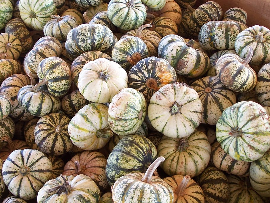 autumn, squash, pumpkin, large group of objects, food and drink HD wallpaper