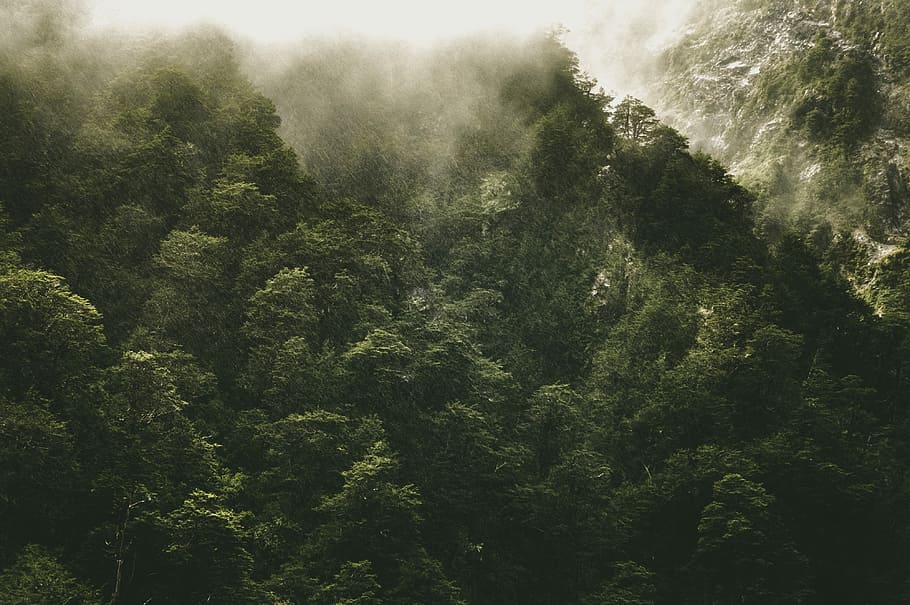 landscape photo of rainforest, green trees, fir, fog, plant, growth HD wallpaper