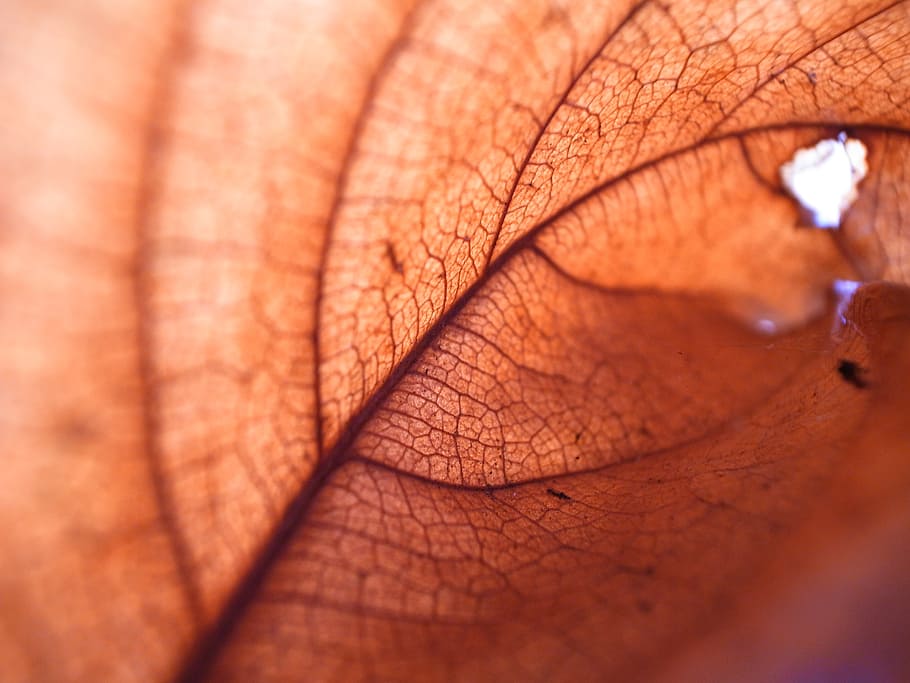 leaf, natural, tree, autumn, structure, texture, human body part HD wallpaper