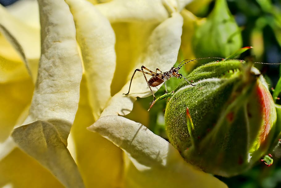 leaf, nature, plant, flower, close, invertebrate, insect, animals in the wild HD wallpaper