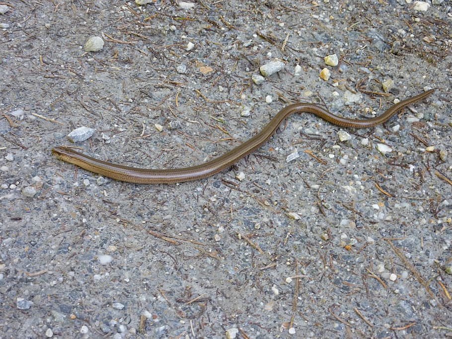 slow worm, lizard, nature, animals, animal world, crawl, animal wildlife HD wallpaper