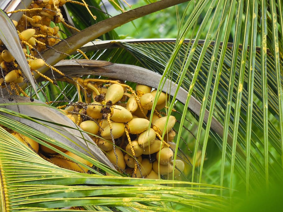 Coconut, Nuts, Tree, Foliage, Fruit, holiday, green color, food HD wallpaper